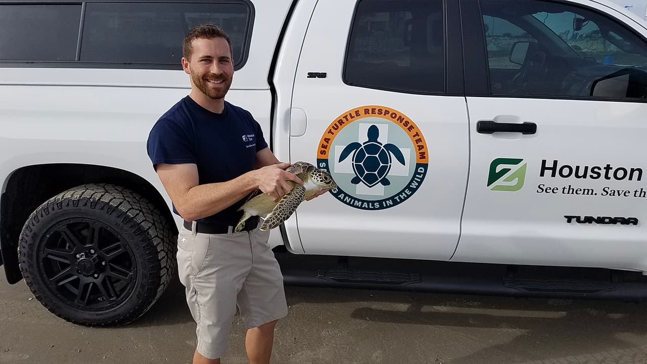 Si alguna persona por accidente o mira que una tortuga marina está en peligro, puede llamar al 866-887853-5 para que un especialista la rescate y sea tratada.