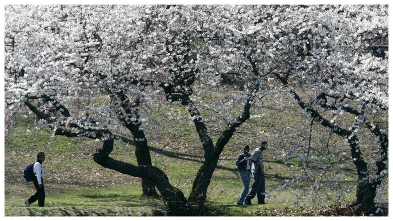 El Branch Brook Park queda en Park Avenue and Lake Street, Newark. Tel. (973) 268-3500. 
<b>La entrada es gratis</b> y puedes ver cómo llegar, 
<a href="https://www.google.com/maps/dir//Branch+Brook+Park/@40.7597378,-74.2513014,12z/data=!3m1!4b1!4m8!4m7!1m0!1m5!1m1!1s0x89c25491d00b5073:0xcd870898964045ff!2m2!1d-74.1810895!2d40.759629" target="_blank">haciendo clic aquí. </a>