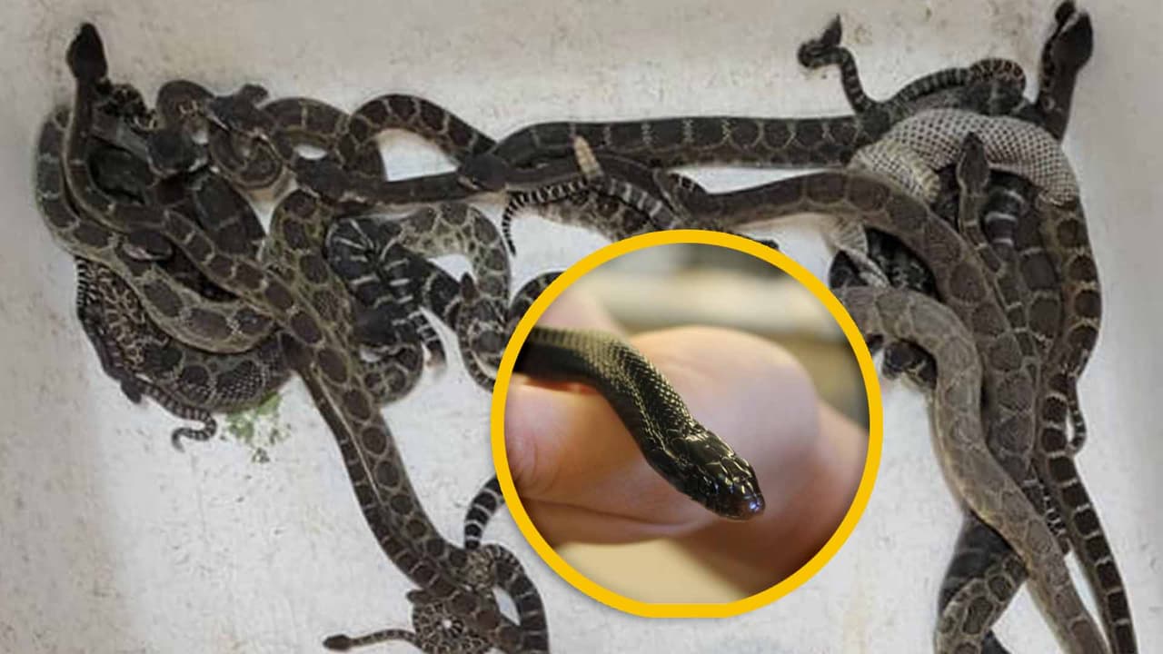 Al borde de un ataque de nervios: Mujer encuentra casi 90 serpientes de cascabel debajo de su casa