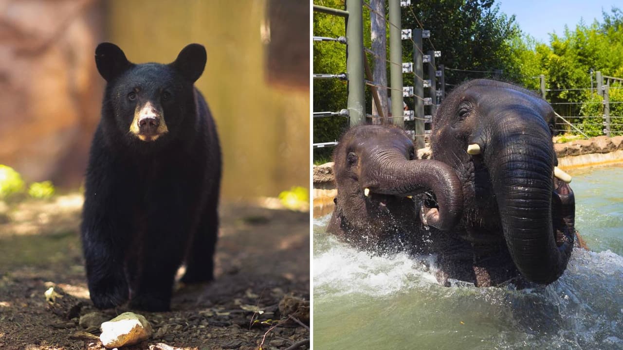 <h3 class="cms-H3-H3">Fechas, horarios y costo</h3> 
<b>Cuándo:</b> viernes 24, sábado 25 y domingo 26 de octubre de 2025 
<br>
<b>Horario:</b> de 10 a. m. a 5 p. m.
<br>
<b>Dónde: </b>
<a href="https://maps.app.goo.gl/mkdiuYbvKNP6RHJ5A" target="_blank">Fort Worth Zoo, 1989 Colonial Pkwy, Fort Worth</a>
<br>
<b>Costo: </b>incluido con la admisión general o tu membresía. 
<br>
<b>Precios:</b> adultos $20; niños (3–12) y mayores de 65, $16. Menores de 3, gratis. 
<br>
<b>Estacionamiento:</b> $5 por vehículo. 
<br>
<b>No necesitas un boleto especial para el evento,</b> solo entra al zoológico con tu entrada habitual y sigue las calabazas.