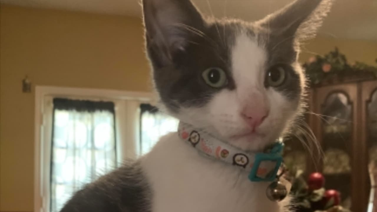 <b>Mari Gutiérrez</b>: Milo es el nombre de nuestro gato. Esta foto la tomamos en casa, es muy especial puesto que es nuestra primera mascota y la amamos.