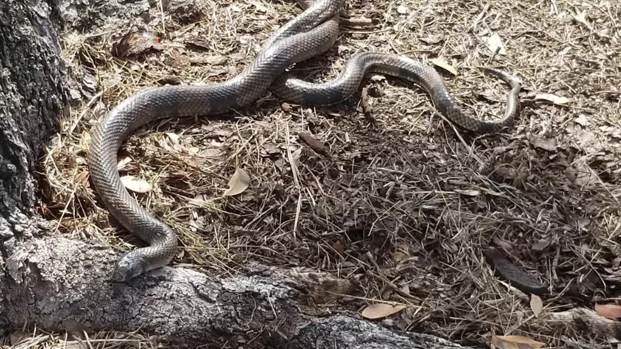 Capturan una serpiente exótica invasora en los Everglades cerca de Homestead