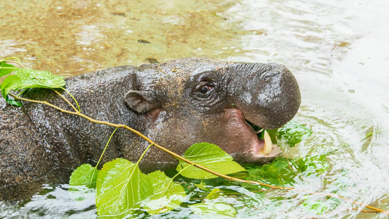 Para ayudar a salvar a estos animales las personas puede reciclar sus teléfonos celulares en el zoológico ya que contienen un dispositivo que es extraído done viven los hipopótamos pigmeos y el reciclaje reduce la demanda de nuevos animales para extraer.