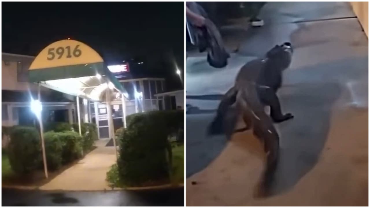 Un inusual huésped: Caimán moviliza a la policía a un hotel de Virginia