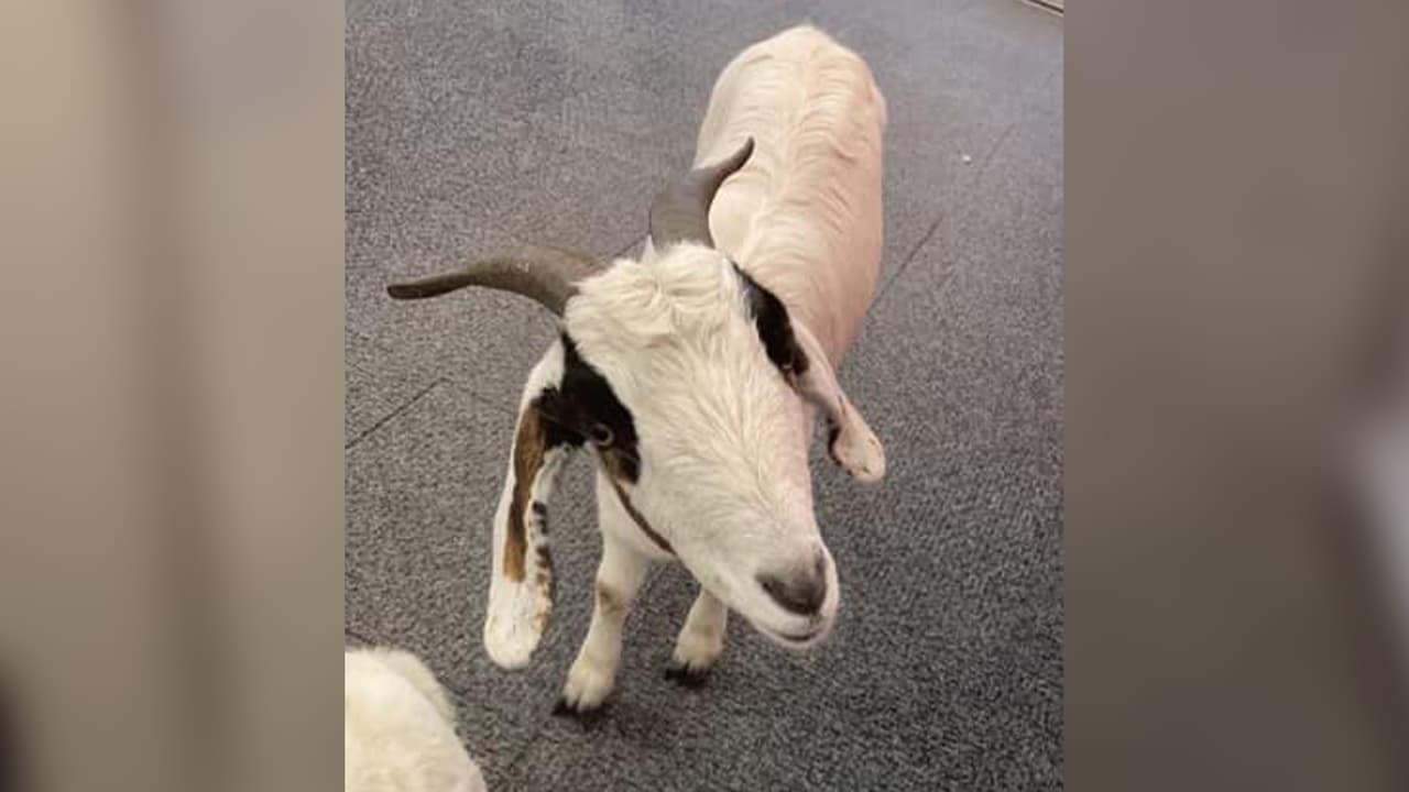 Los dos animales fueron vistos deambulando en el norte de Houston y entraron a la tienda ubicada en la cuadra 200 de la Cypresswood Drive.