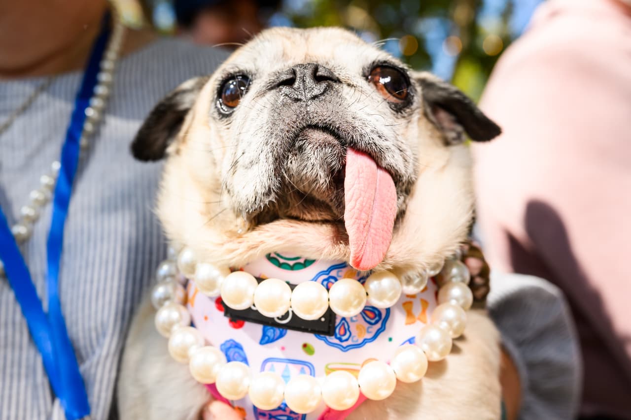 Jinny Lu, una perrita pug rescatada, se prepara para competir en el concurso del perro más feo del mundo en la Feria del Condado de Sonoma en Santa Rosa, California, el viernes 14 de agosto de 2026. Ganó el primer lugar.