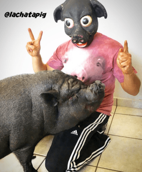 Las divertidas imágenes de La Chata no quedan ahí, sino que el dueño de esta cerdita también ha apostado por creativos memes donde la protagonista es esta cerdita.