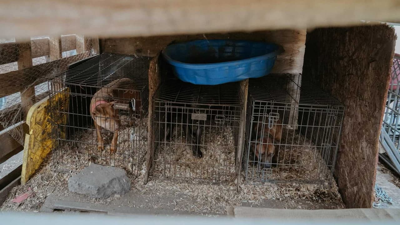 Además, hay 10 perros en el refugio que no forman parte de la investigación que necesitan ser adoptados para hacer espacio para los demás.