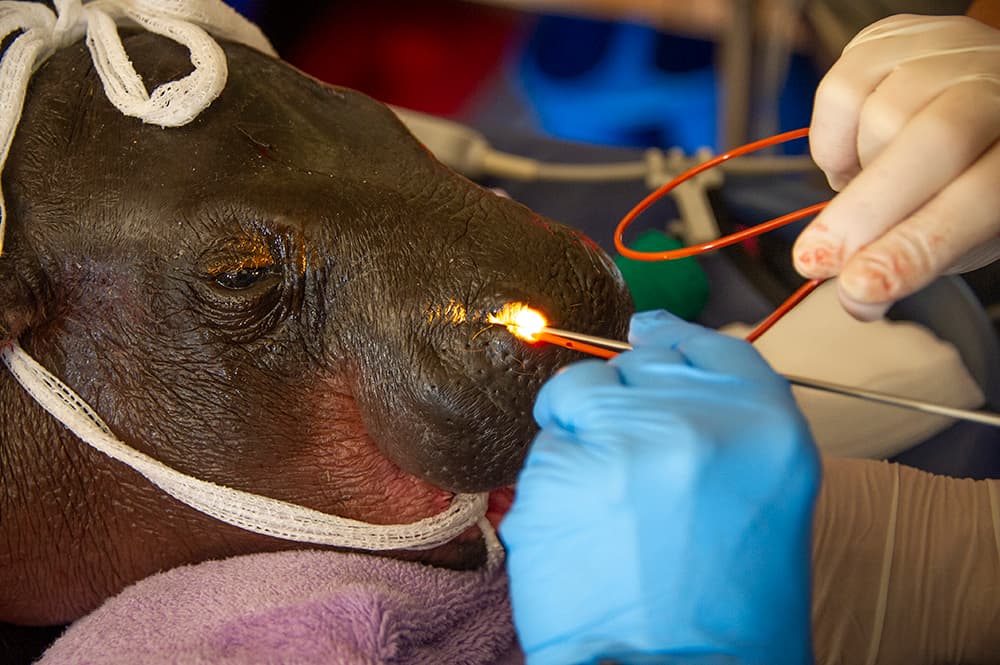 Aubergine comienza a ser sometida a una rinoscopia.