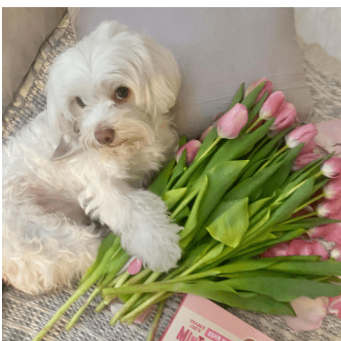 Tania Ramos nos muetra la foto de su perrito y dice ella es "Leia mi fur baby".