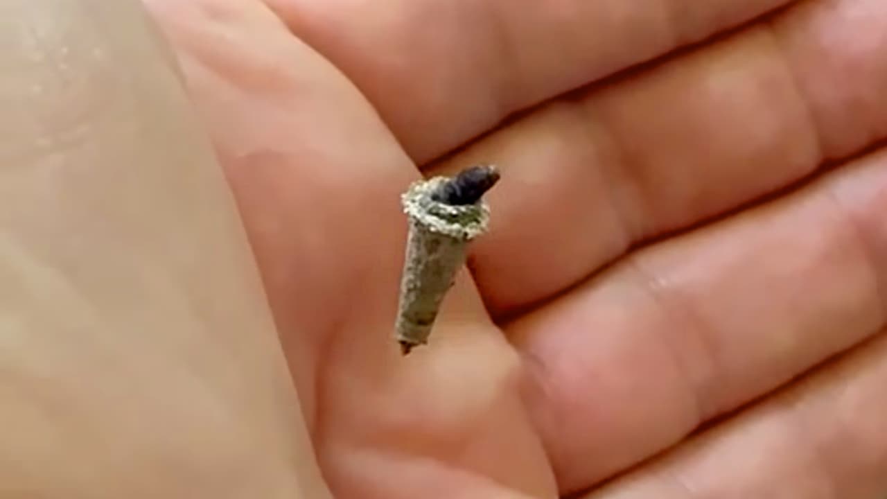 Video capta rara criatura que parece un objeto volador no identificado en tamaño diminuto