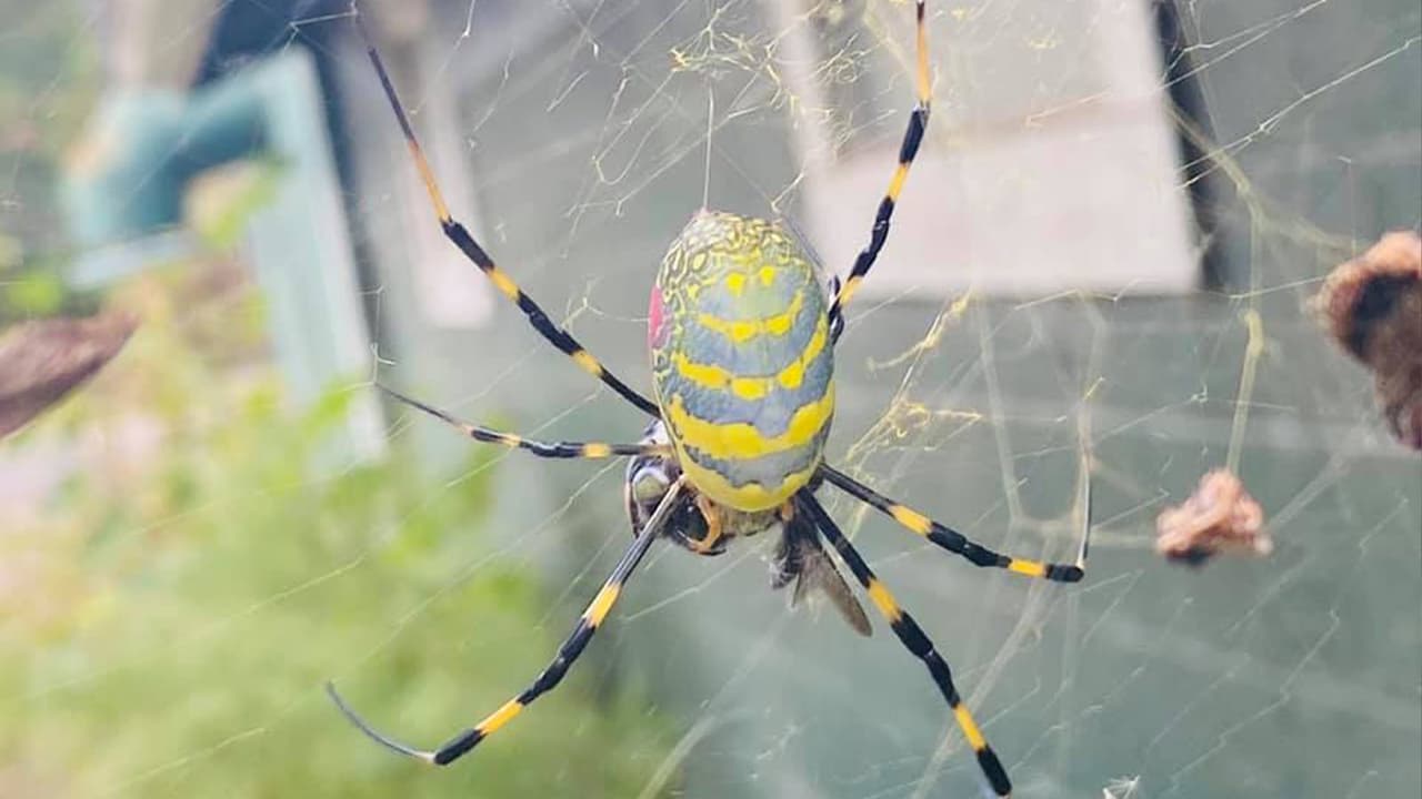 ¿La has visto? Es la araña Joro, una especie invasora asiática que mide hasta 5 pulgadas