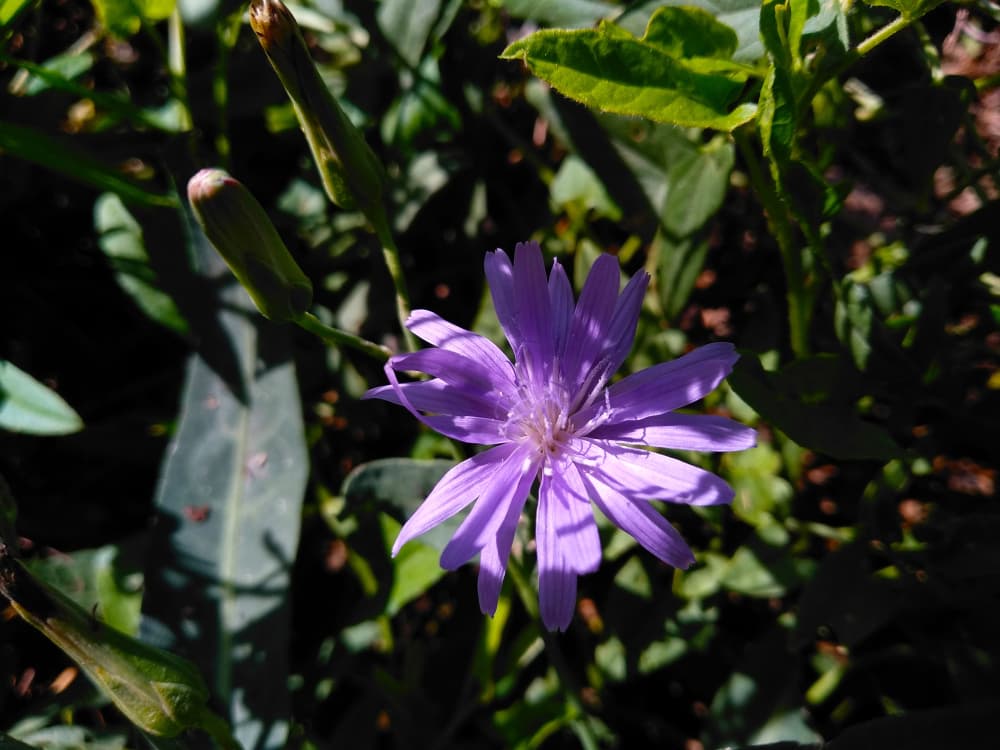 En sí la achicoria tiene múltiples beneficios para la salud, pues un poderoso diurético y ayuda al sistema digestivo, pero en el esoterismo también se usa para "cuidar nuestro camino", o sea, no dejar que las malas intenciones nos afecten.