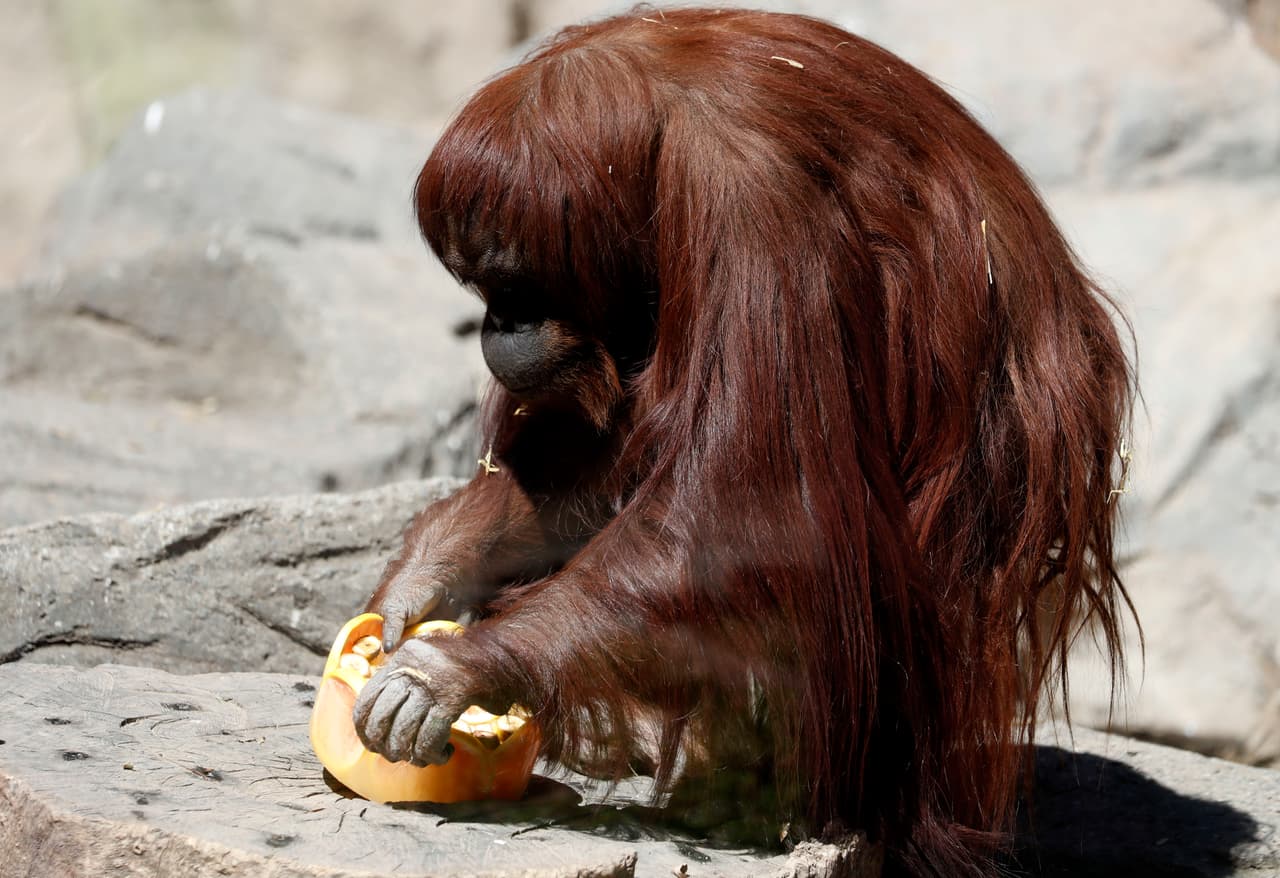 Sandra era el único ejemplar de orangután de Argentina. Nacida en 1986 en el zoológico de Rostock, Alemania, su madre la rechazó y creció en soledad hasta que, con nueve años, fue vendida al zoo de Buenos Aires.
