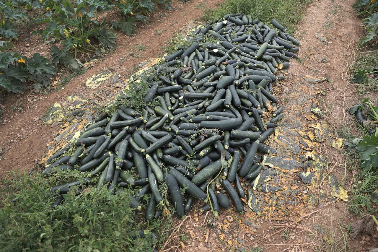 Algunos también han indicado que piensan utilizar estas cosechas como abono, pues no tienen a quien vendérselas. 
<br>