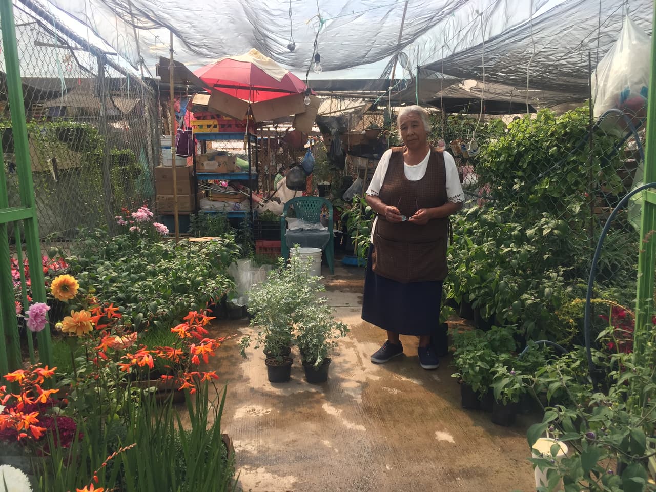 La señora Petra Cuaxospa Barrera vive en el poblado de San Luis Tlaxialtemalco. Tras el sismo, su vivienda tuvo que ser demolida y, a la espera de los trabajos de reconstrucción, vive en un invernadero, en la zona de chinampas de Xochimilco.