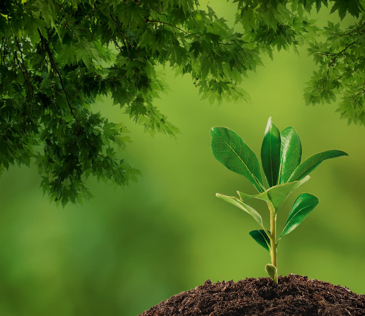 Está comprobado que estos comportamientos, influyen en los procesos químicos de las plantas, interviniendo en los poderes nutritivos o curativos que algunas de estas poseen.