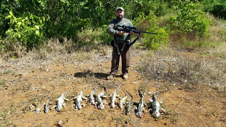 Los Iguaneros de Aguada son un grupo dedicado a erradicar estos reptiles en zonas agrícolas para proteger las cosechas y la economía.