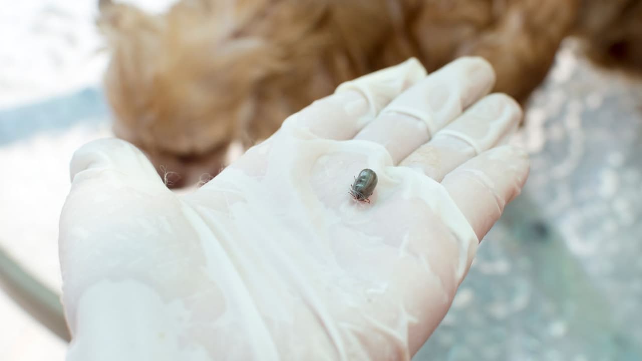 <b>¿Qué pasa si creo que mi perro tiene garrapatas? </b>Dependiendo de su nivel de comodidad, puede quitar las garrapatas usted mismo o llevar a su amigo de cuatro patas al veterinario.