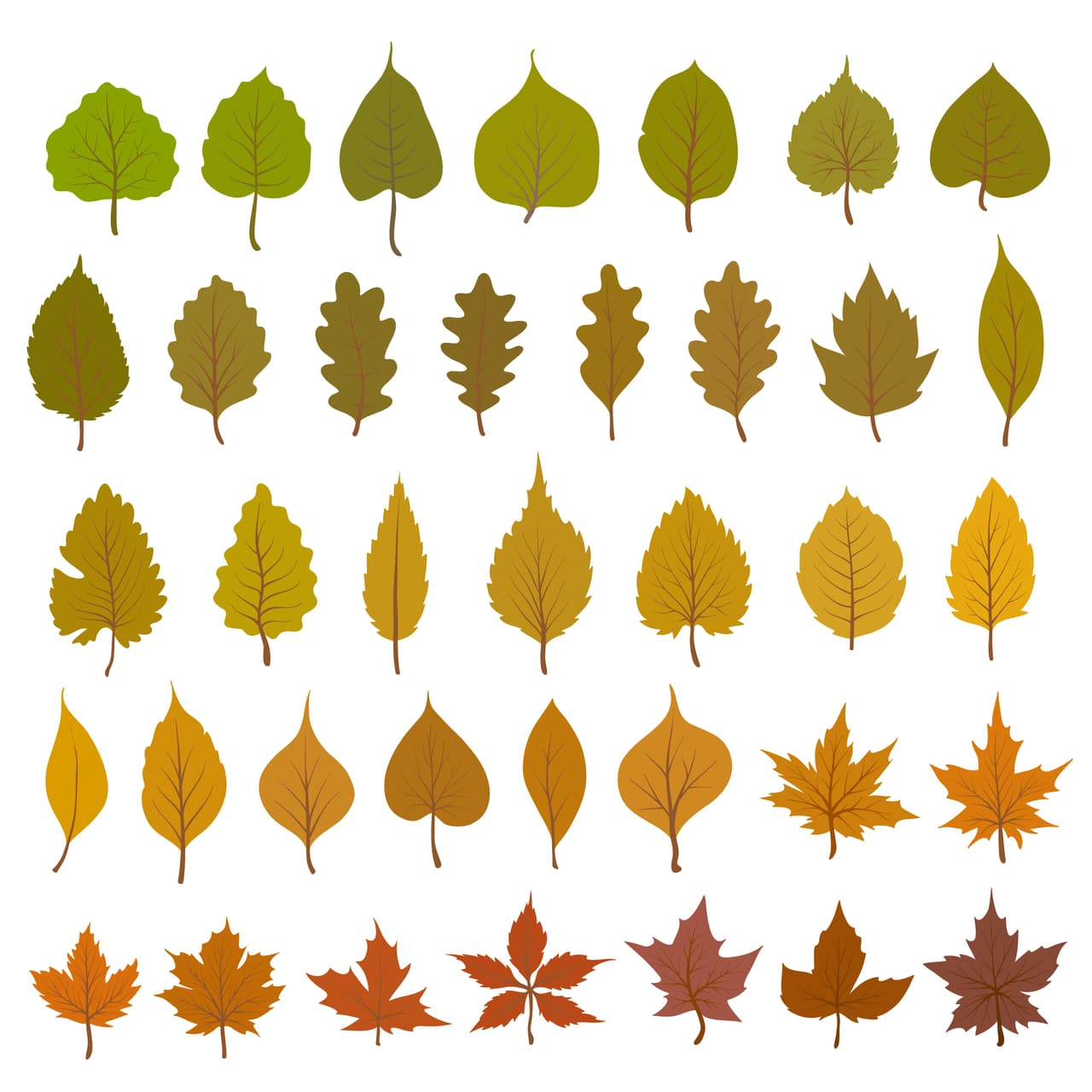 3 hojas del árbol de tu preferencia
<br>