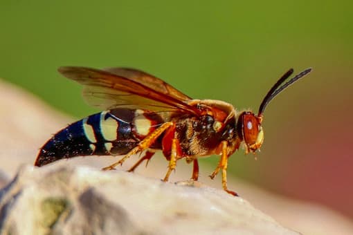 Las ‘cicada killer wasps’ son comunes en el estado. Sin embargo, hay quienes podrían confundirlas con los ‘avispones asesinos’. En Estados Unidos, los avispones gigantes asiáticos hasta ahora solo se han descubierto en el estado de Washington. No ha habido informes confirmados del insecto en Texas.