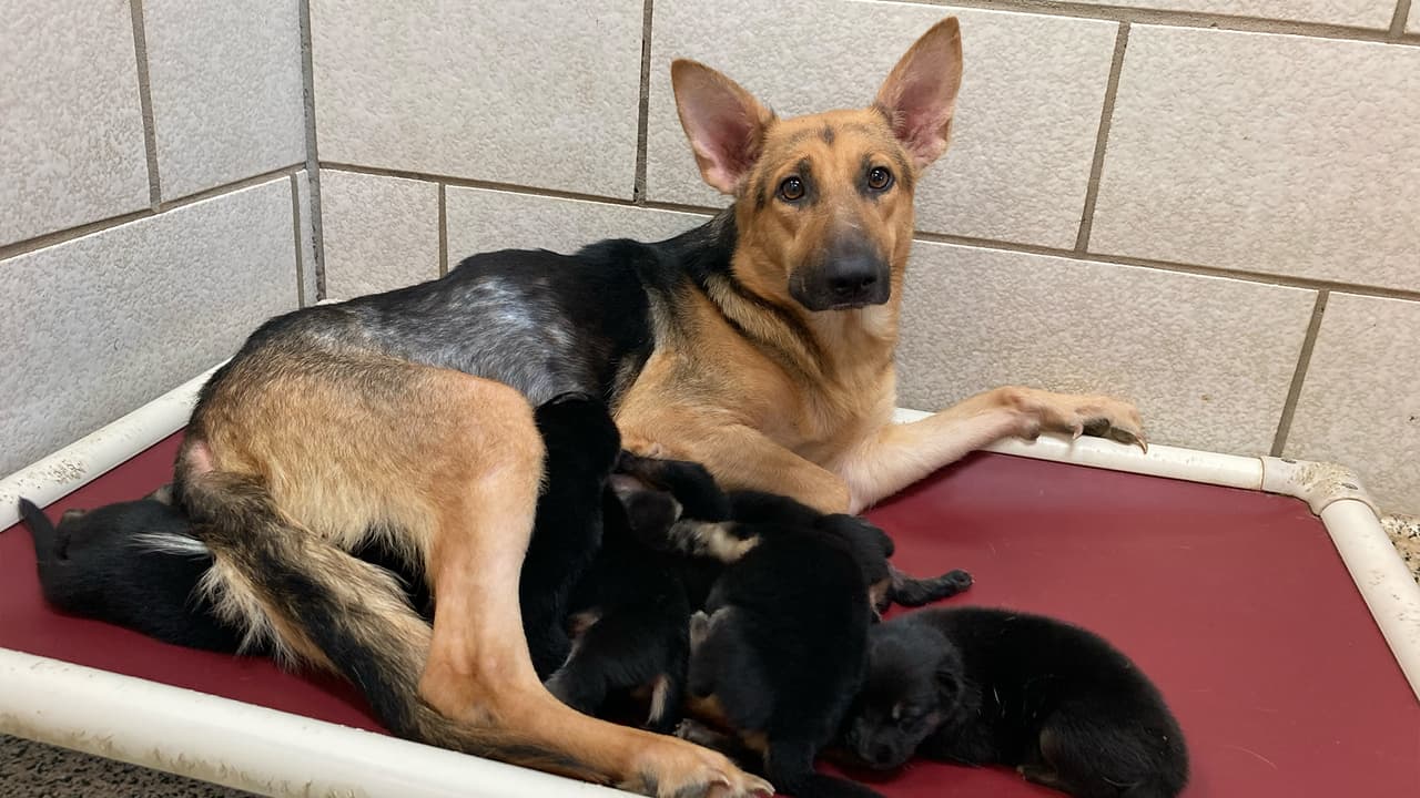 Los perros estaban en la casa de un adulto mayor, quien aseguró sentirse abrumado por los animales.