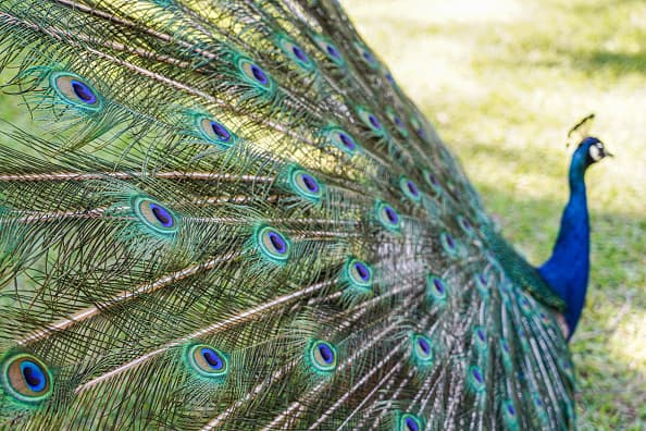 Gleanoaks | ¿Está buscando un lugar para llevar a los niños que sea en parte una búsqueda del tesoro y en parte un safari en automóvil? Dirígete a este barrio anodino rodeado por el Loop 410 y el Medical Center que alberga una llamativa bandada de pavos reales, más comúnmente conocidos como pavos reales.Los pájaros han vivido aquí durante décadas y este es su hogar. Se posan en los árboles y en los techos, pero estén atentos porque también suelen deambular por la calle sin previo aviso.