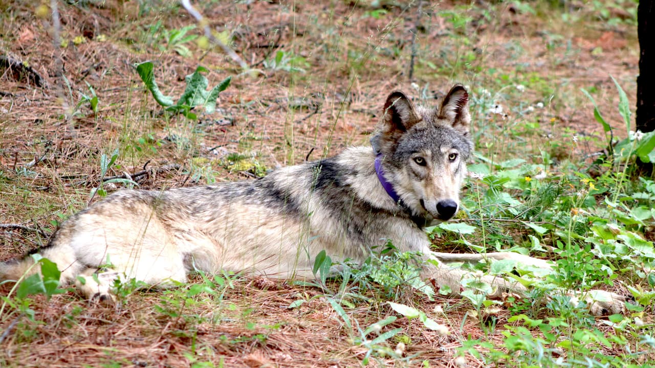 Lobo gris que se perdió de la manada en Oregon fue visto en el condado de Fresno