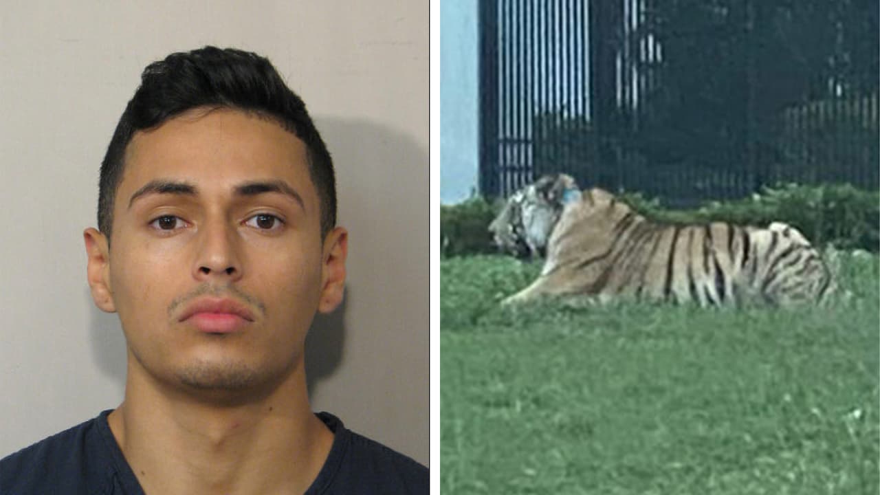 Hispano que escapó con un tigre enfrenta cargos de asesinato en el condado Fort Bend