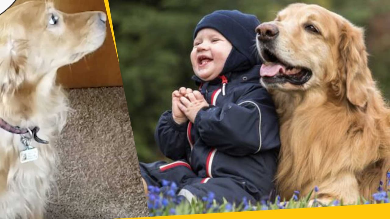 Este perrito vio a su 'hermanito humano' por primera vez y su reacción te hará llorar