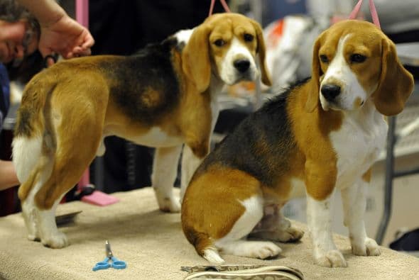 Investigan incendio donde murieron 13 perros beagle en Northampton