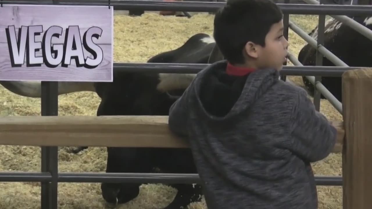 Actividades para este último fin de semana del Rodeo de San Antonio