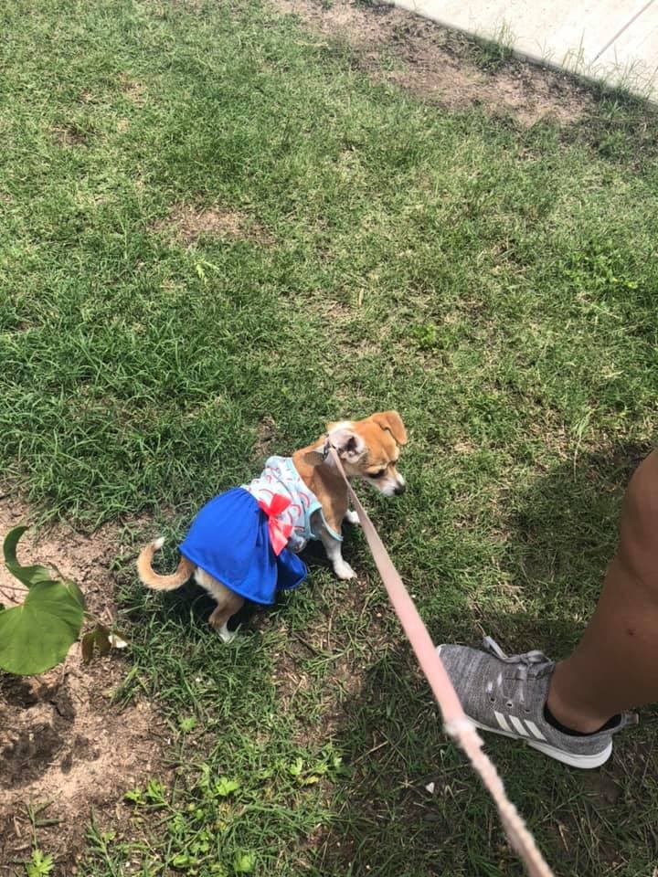 Mocha da un paseo, la foto la envía Karla Montoya.