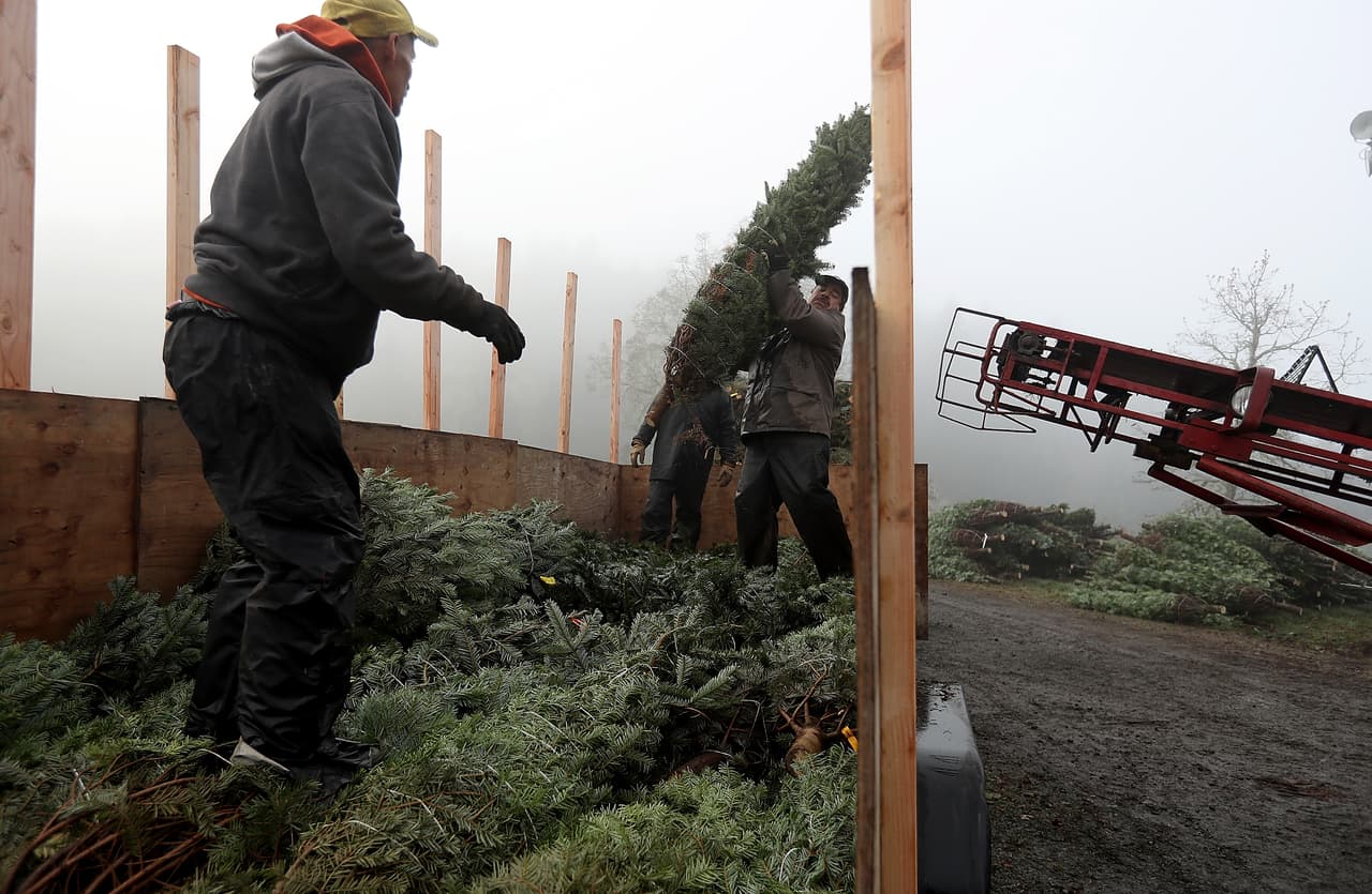 El abeto Douglas es la especie estrella en la granja Holiday Tree Farms, que ayudó a establecer a este pino como el principal producto de la industria del árbol de Navidad. Otras plantas ornamentales más altas o gruesas también son cosechadas en la zona.