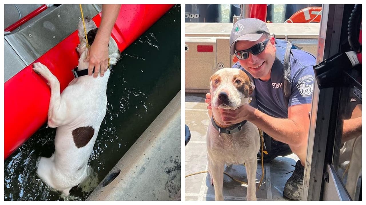 Rescatan a perro de morir ahogado en las corrientes del río Harlem 
