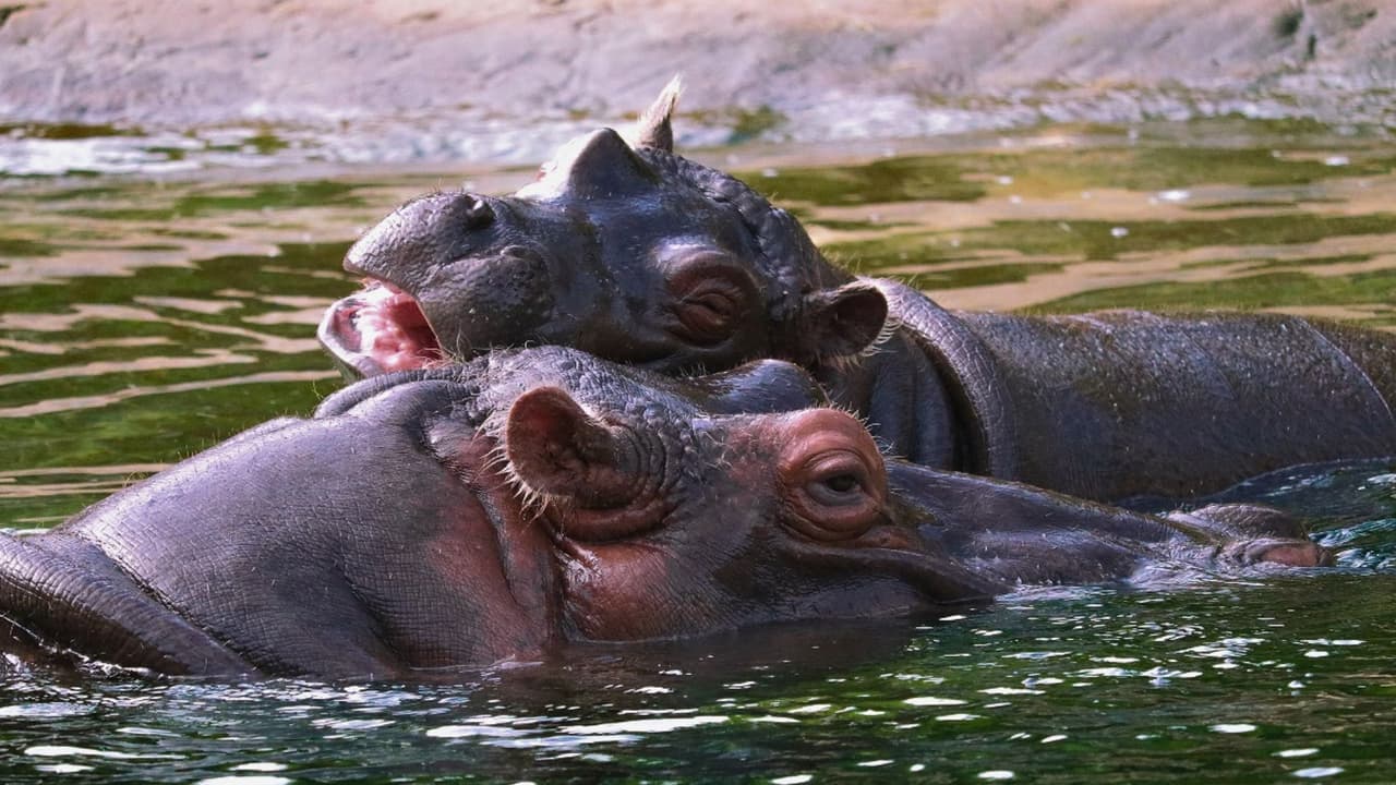 Los guías expertos recorrerán el parque,
<b>compartiendo conocimientos sobre los dinosaurios y sus descendientes vivientes, que sorprendentemente ¡aún caminan entre nosotros!</b> Además, durante el Fin de Semana Nacional de los Dinosaurios, los visitantes tendrán la oportunidad de participar en
<b>una emocionante búsqueda del tesoro y charlas educativas sobre los vínculos entre los dinosaurios y las especies actuales del zoológico</b>.