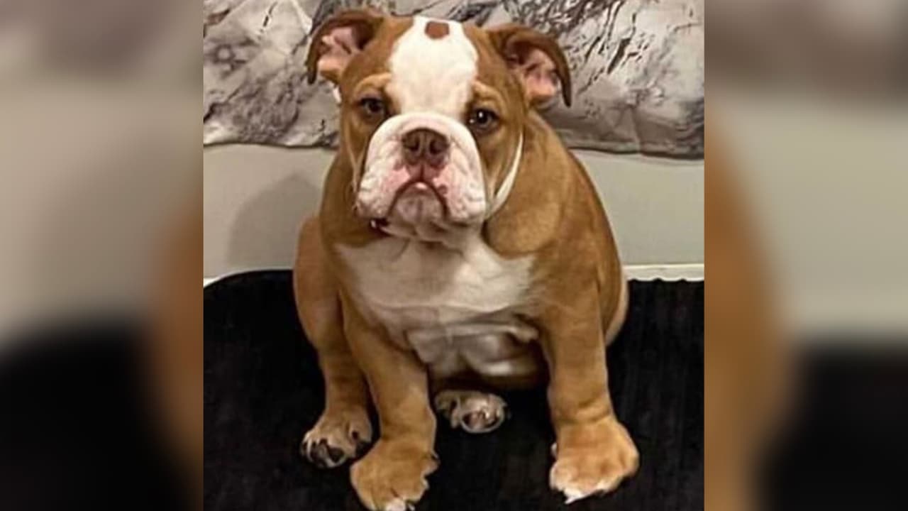 Ambos hombres comenzaron a robar artículos valiosos, incluyendo el perro
<a href="https://www.univision.com/local/houston-kxln/buscan-a-sospechosos-de-robar-un-perro-bulldog-ingles-en-houston-video">bulldog inglés</a>.
