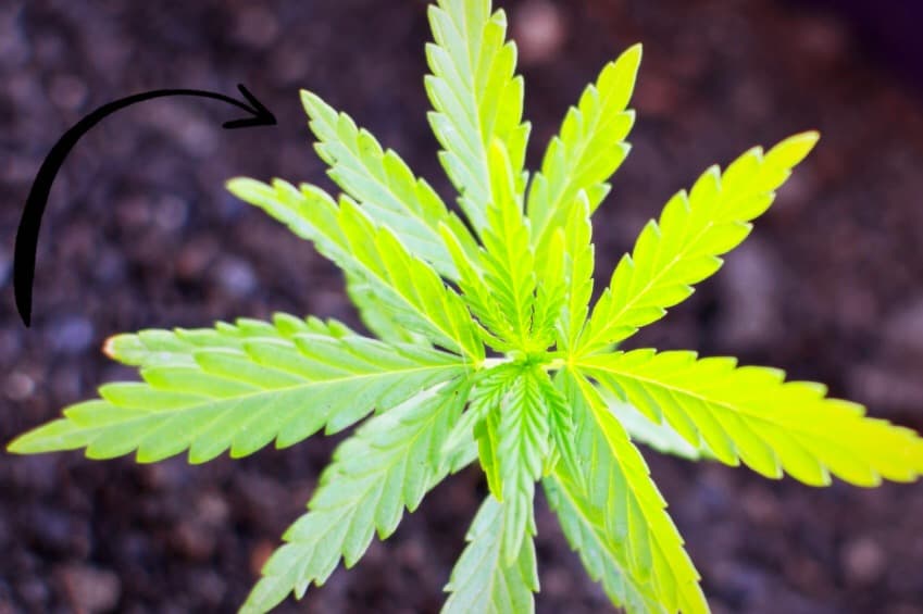 Moda canábica: la ropa del futuro sustentable