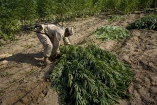 Plantíos de marihuana.