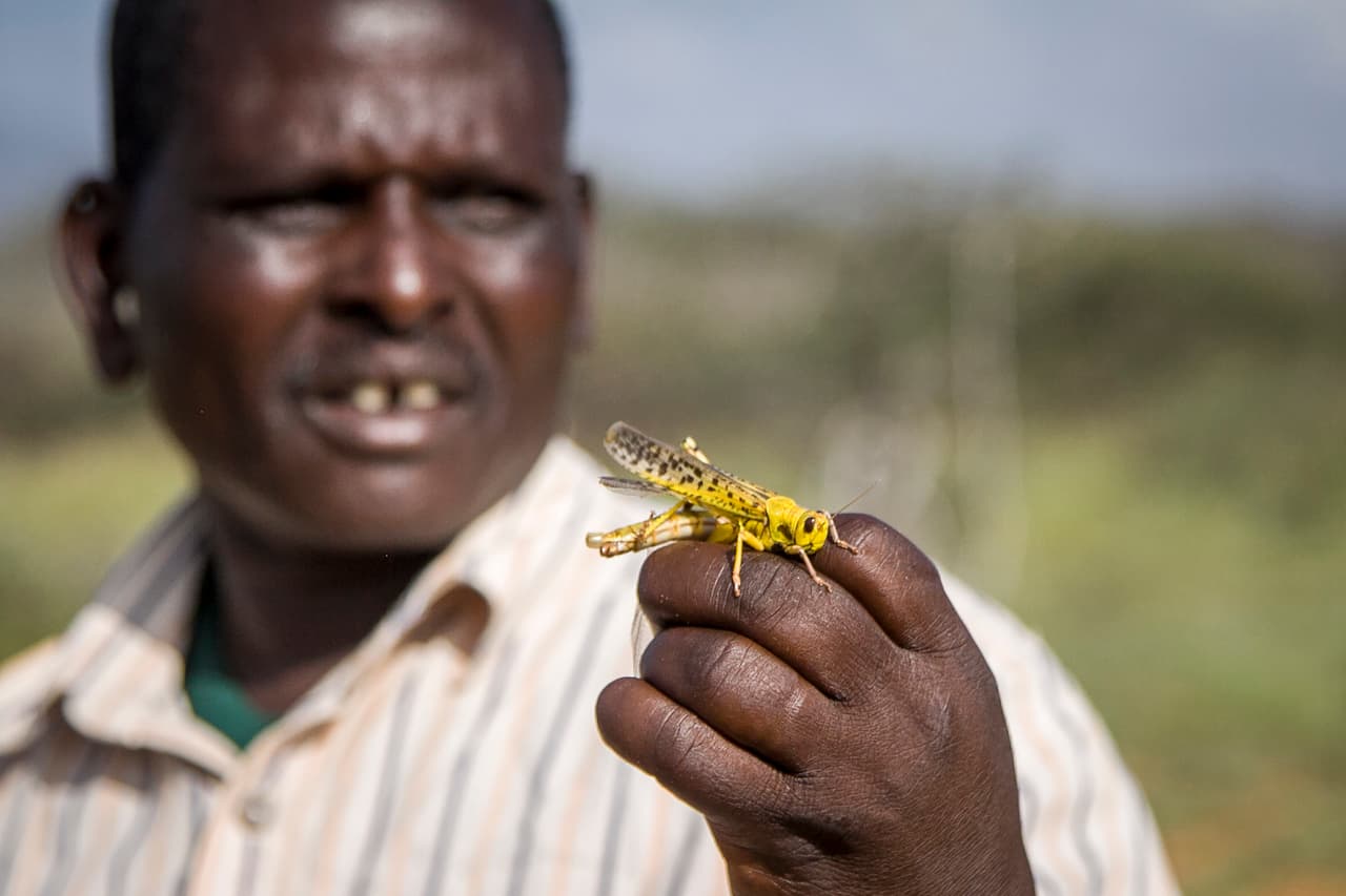 Las autoridades han dicho que el rocío aéreo de pesticida es el único método efectivo para controlar la plaga, pero funcionarios en Kenia y otros países han indicado que se requiere de más aviones y de más pesticida. Un solo enjambre puede tener hasta 150 millones de langostas por kilómetro cuadrado de tierra, un área similar a la de 250 campos de fútbol, según las autoridades regionales.