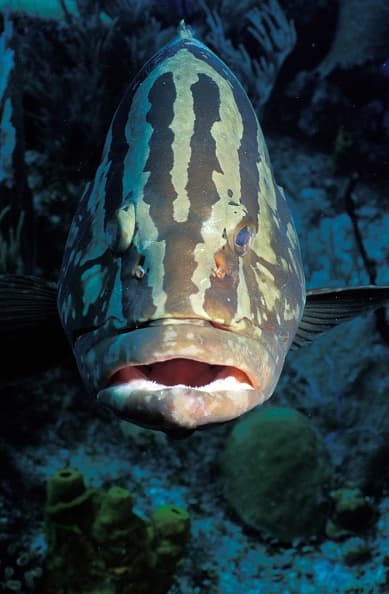 <b>Mero de Nassau.-</b> Este peculiar pez, que puede encontrarse en las aguas de Florida, ha llegado a la lista de peligro de extinción debido a la pesca excesiva y alta demanda en su consumo. Tiene un cuerpo grueso y boca grande. Su color varía en función de una circunstancia individual y el medio ambiente de los peces. En aguas poco profundas, el mero es de color rojizo, pero los especímenes que viven en aguas más profundas son rosados o rojos, o algunas veces de color naranja-rojo.
