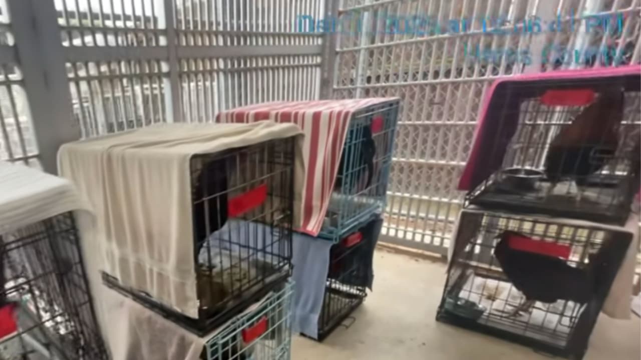 Rescatan 68 gallos de barbería utilizada para peleas ilegales en el área de Houston﻿