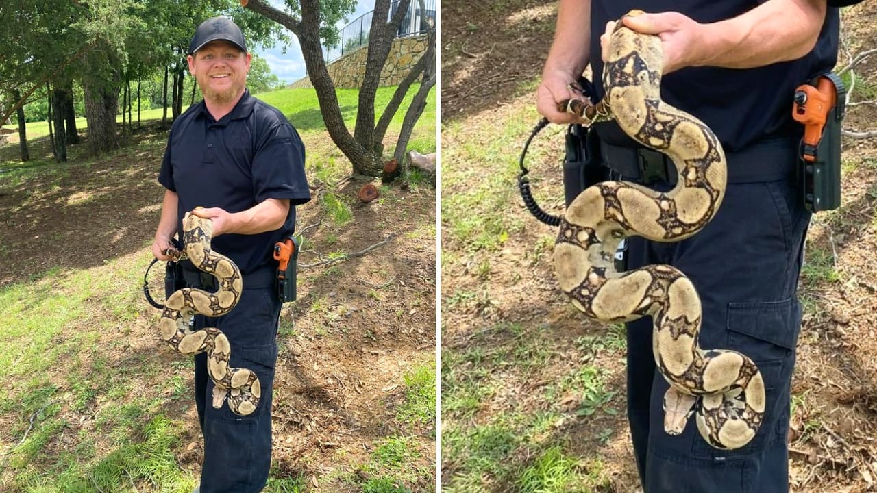 Una escena poco común sorprendió esta semana a los visitantes
<a href="https://www.arlington.org/listings/veterans-park/391/" target="_blank">del Parque de los Veteranos</a>:
<b> una boa constrictor de cola roja fue vista enroscada en un árbol</b> por un trabajador
<a href="https://www.arlingtontx.gov/Government/Departments/Department-Directory/Parks-Recreation" target="_blank">del Departamento de Parques y Recreación de Arlington</a>.