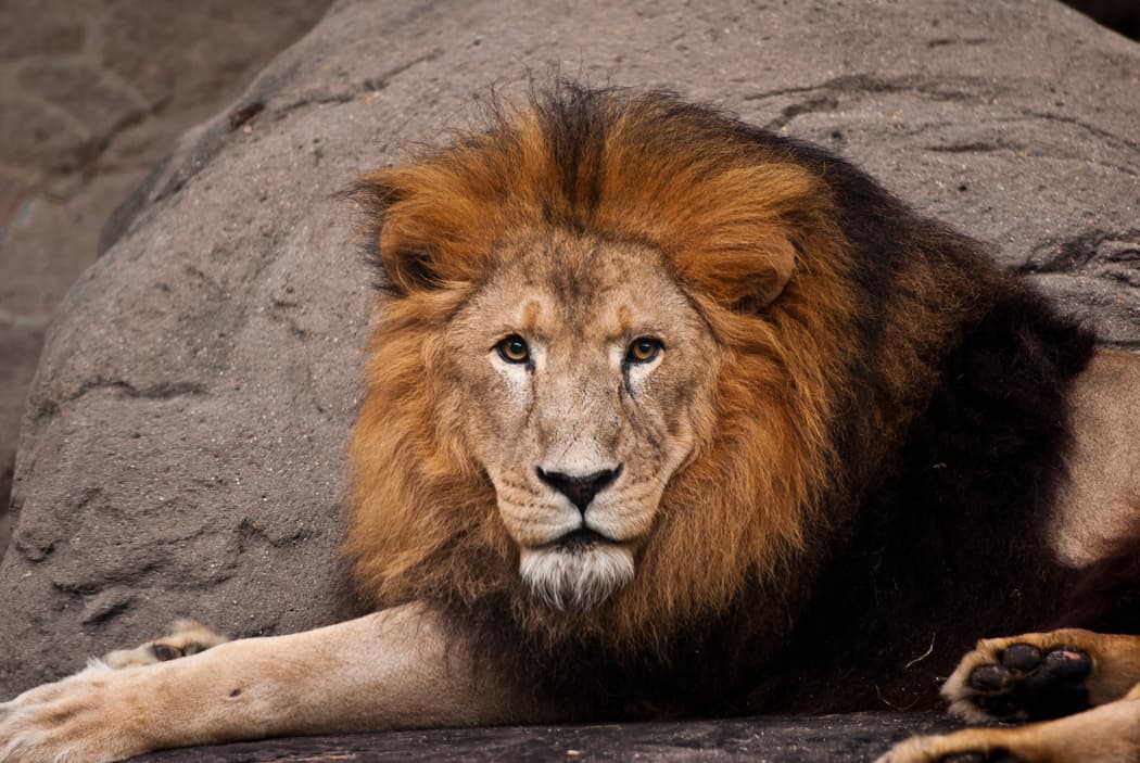 Jonathan fue traído al zoológico de Houston en 2006 y vivió la mayor parte de su vida allí. El león había sido rescatado de un dueño particular cuando tenía pocos años de edad.
