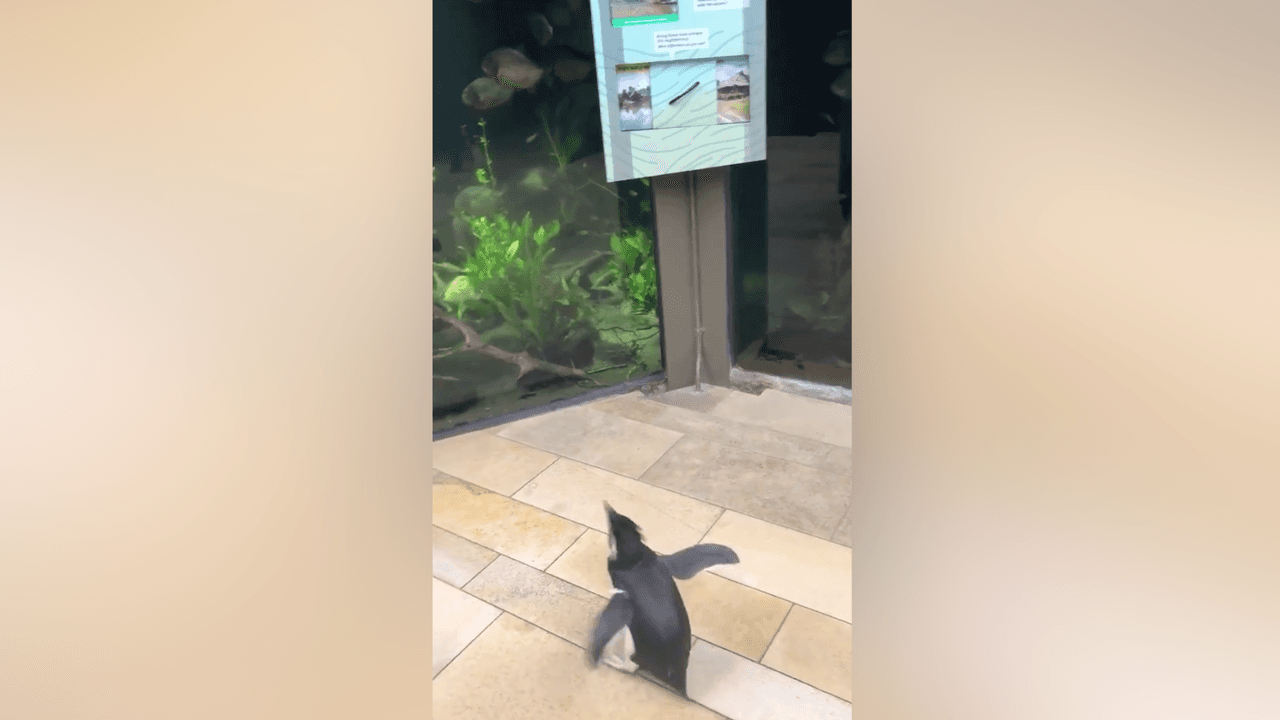 Con el acuario cerrado, los pingüinos aprovechan para explorar y visitar otros animales
