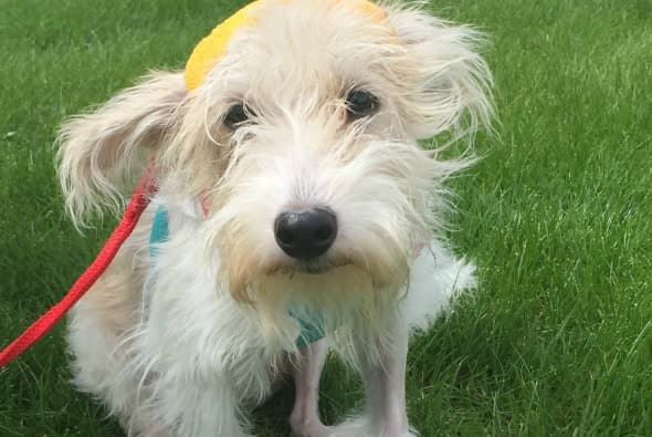 Callie, una perrita de 10 meses de edad, está vivita y coleando gracias a la rápida acción de la policía de Chicago y al buen corazón de varios amantes de los animales.