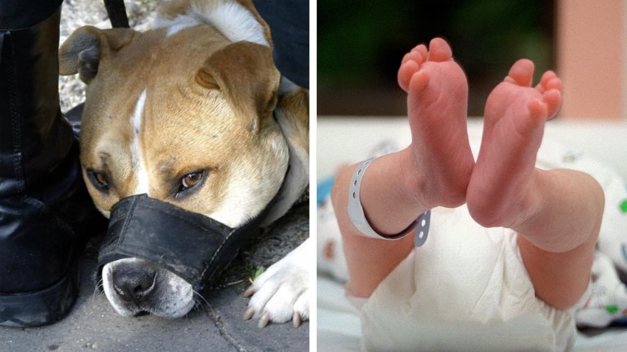 Tragedia en Carolina del Norte: perro pitbull ataca y mata a un bebé de 8 días de nacido
