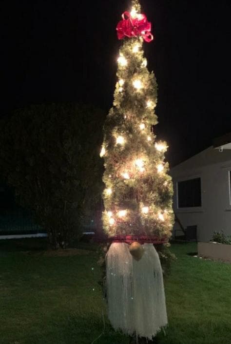 Hermoso pino desde Aguadilla.