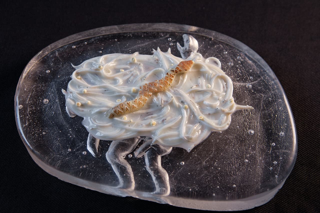 "Pil pil de angula y anguila" Uno de los doce tiempos presentado por hermanos Roca (del restaurante el Celler de Can Roca en Cataluña). Parte del menú "El Somni", una experiencia multidisciplinarias, documentada por Franc Aleu, en la que participaron doce comensales, doce piezas musicales y doce piezas visuales.