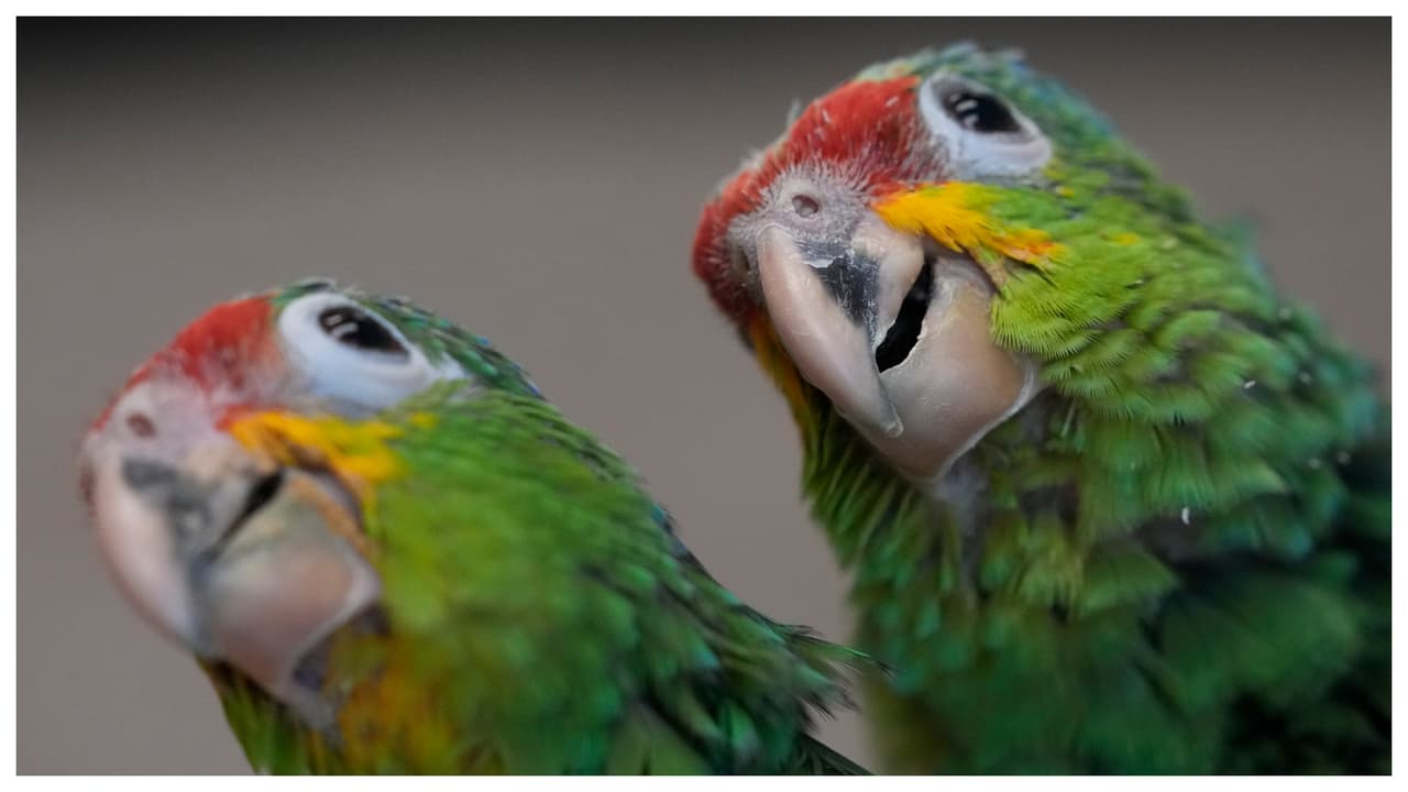 Cuando el contrabandista, identificado como Szu Ta Wu, pasaba por el puesto de control, los oficiales de Aduanas y Protección Fronteriza escucharon el extraño sonido proveniente de la maleta y le pidieron que la abriera.